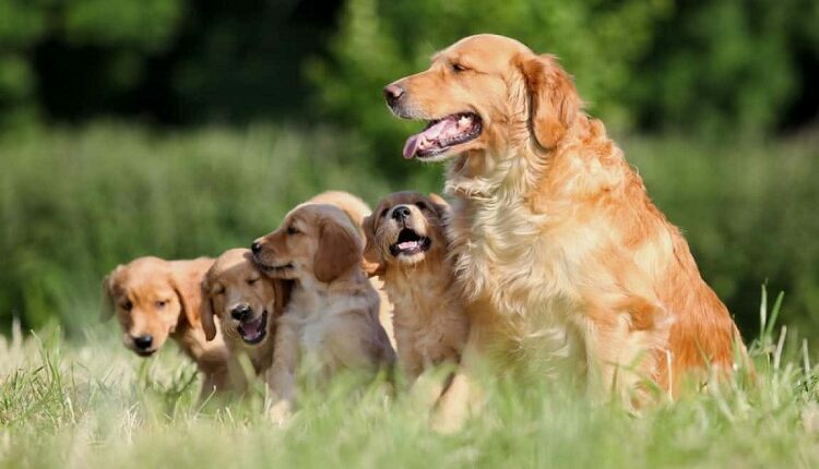 The Best Advice On Breeders I’ve Found