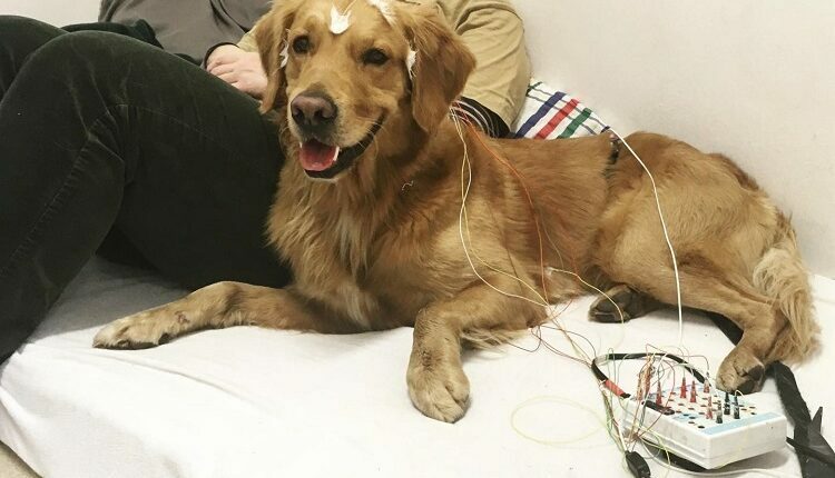 Why Not Learn More About Dogs